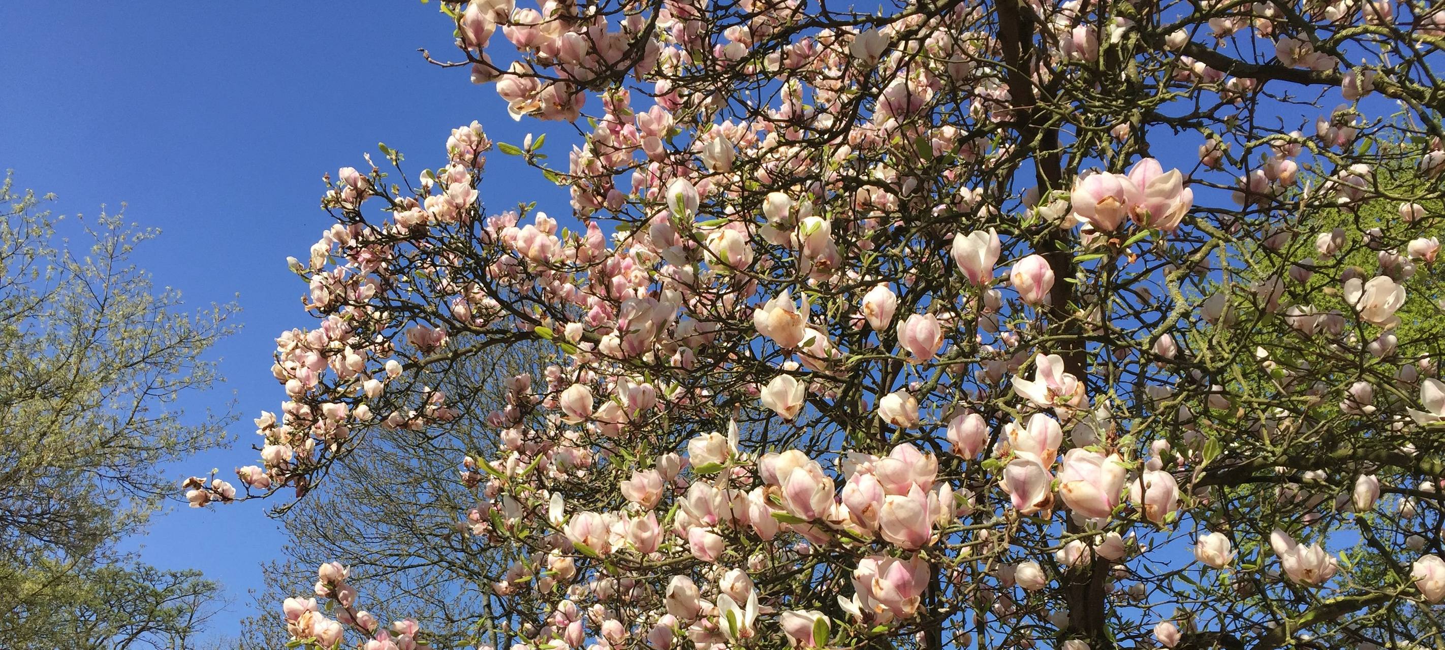Bunter Garten fürchtet Dürresommer