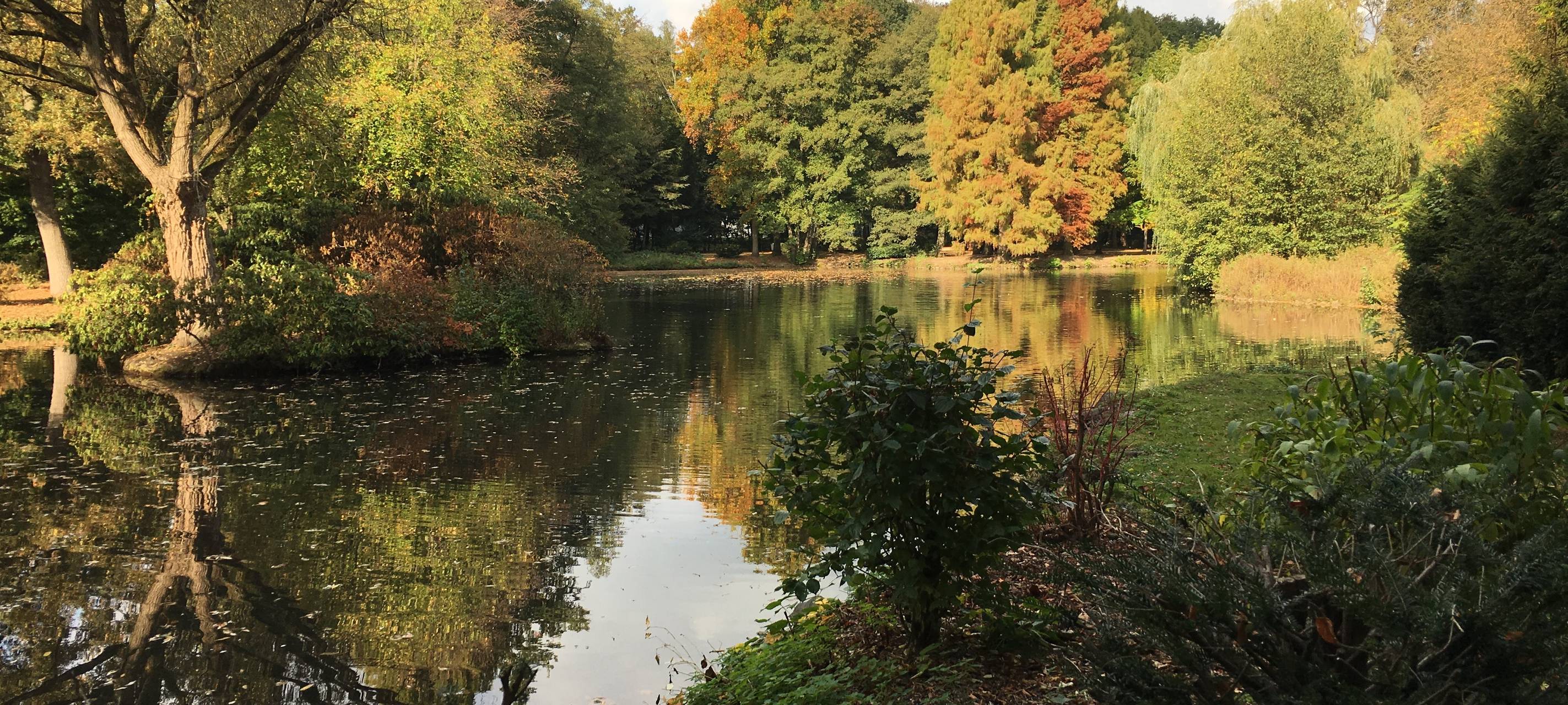Fällung der Sumpf-Eiche im Volksgarten