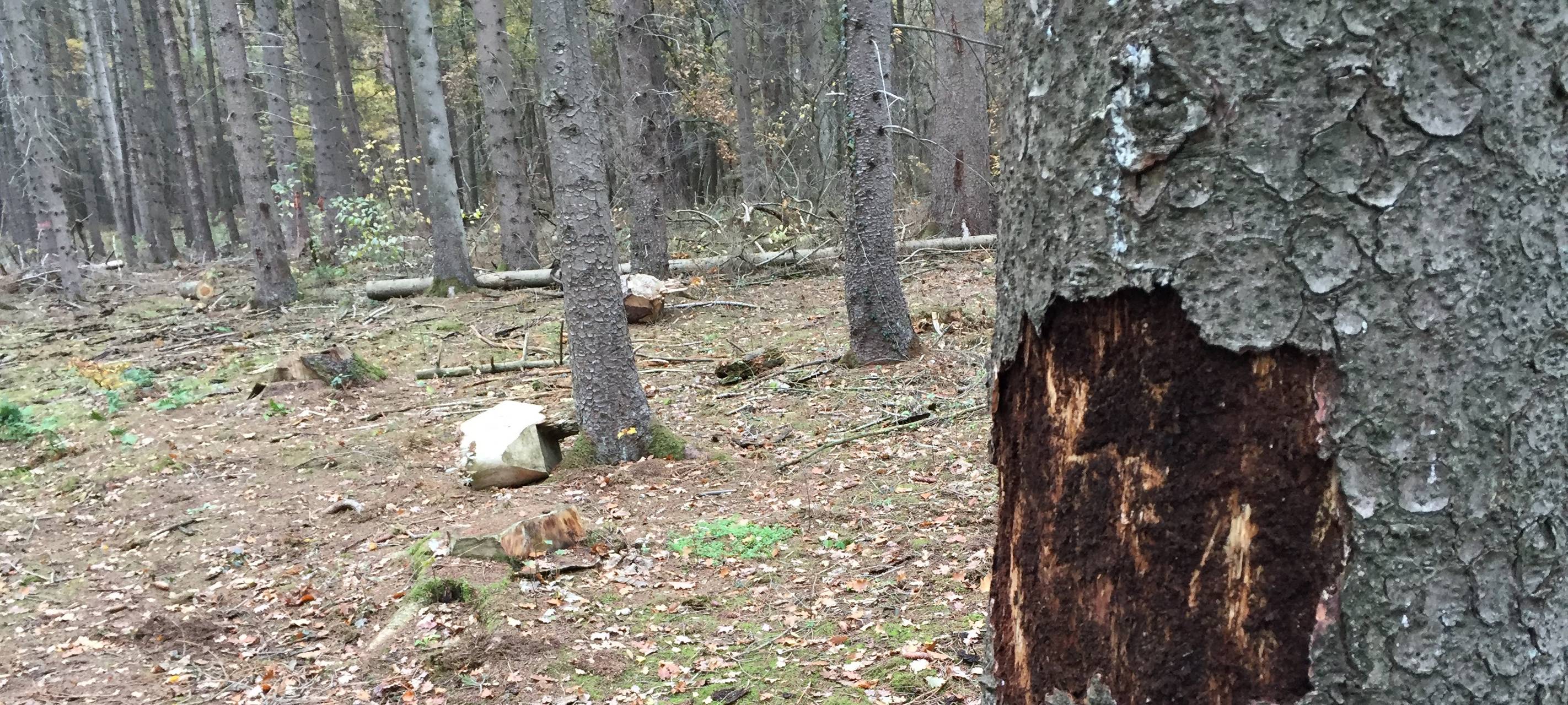 Borkenkäferplage in Mönchengladbach wird sich verschärfen