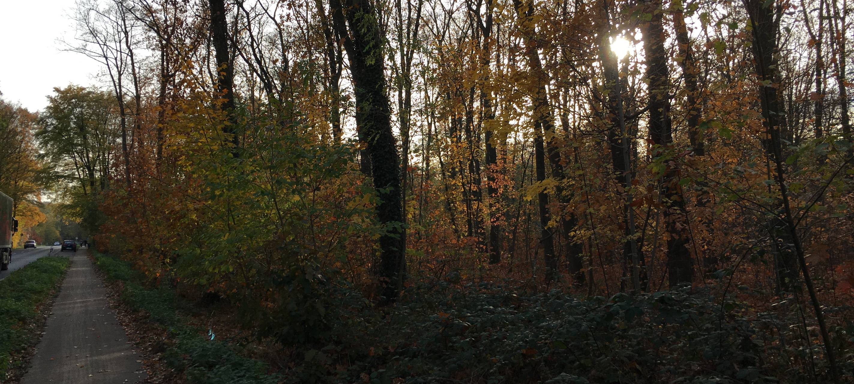 Neue Bäume für den Hardter Wald