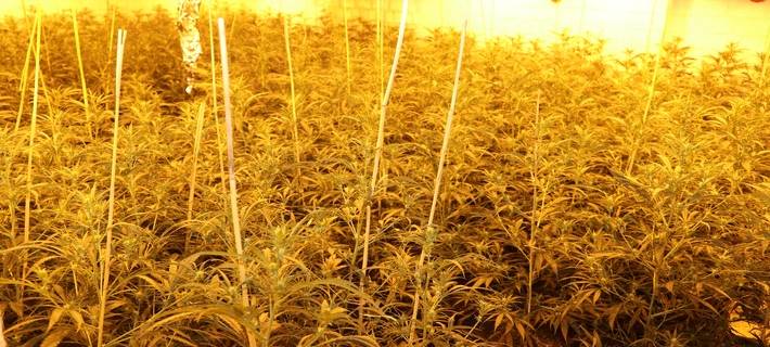 Übersicht der Cannabispflanzen