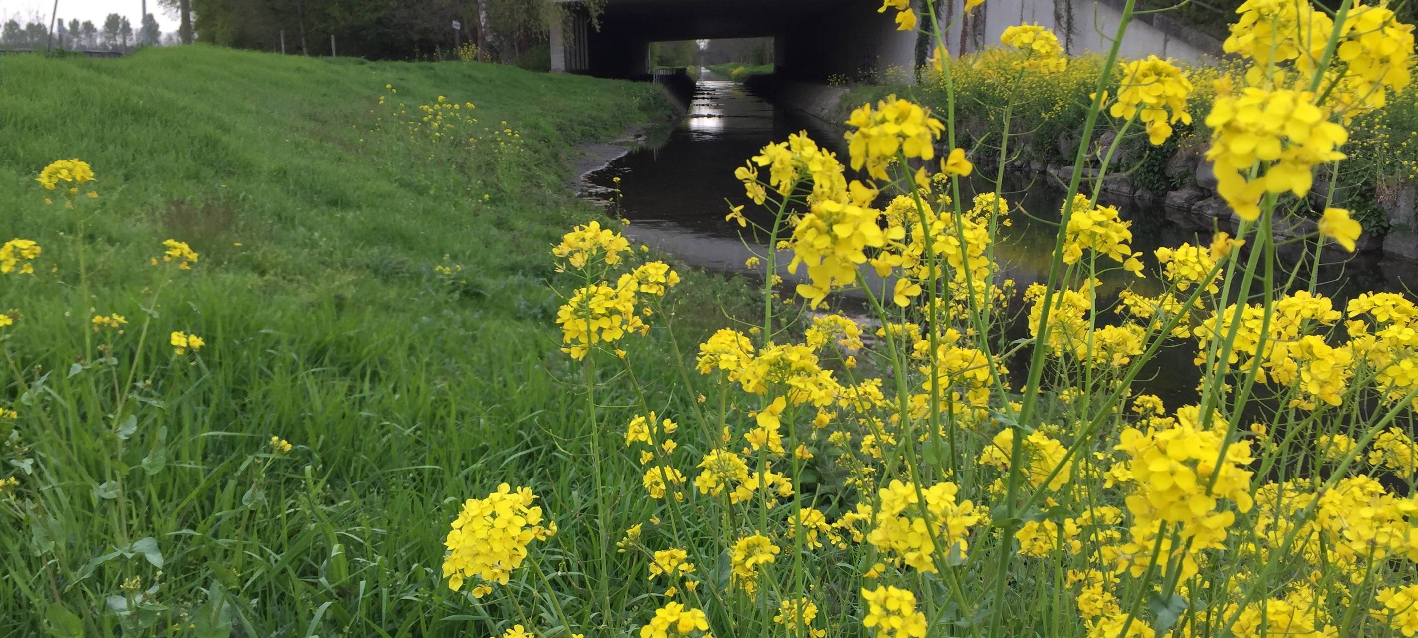 Tote Enten im Kreis Viersen