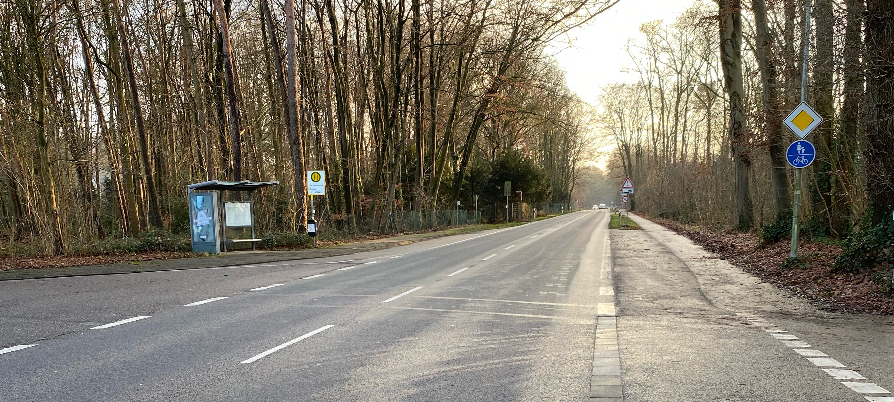Eichenprozessionsspinner in MG geht zurück