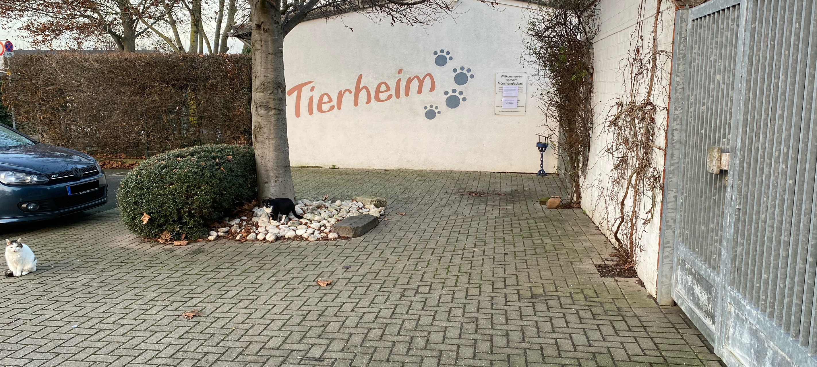 Mönchengladbacher Tierheim zum Jahresende gut gefüllt