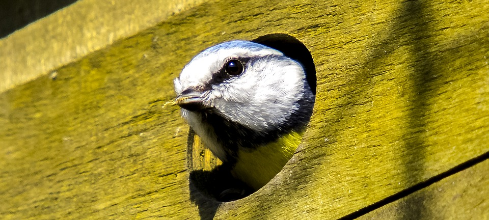 NABU: Wieder mehr Vögel in Mönchengladbachs Gärten unterwegs
