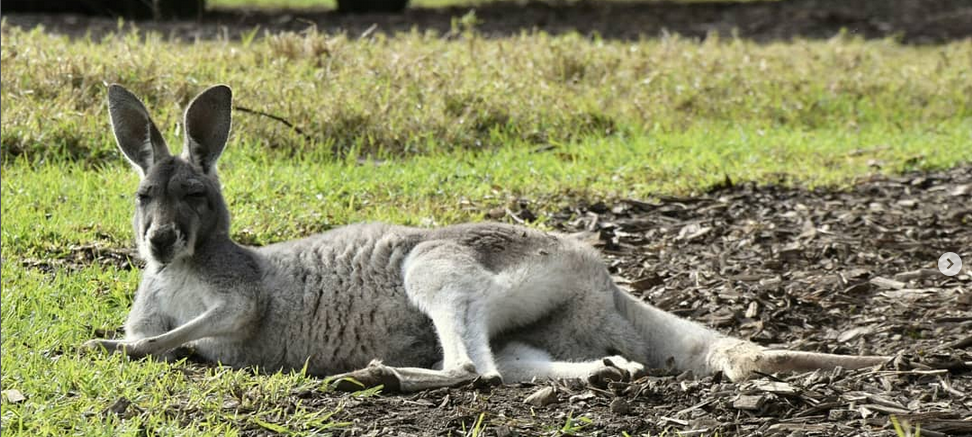 Känguru an der A 44 erschossen