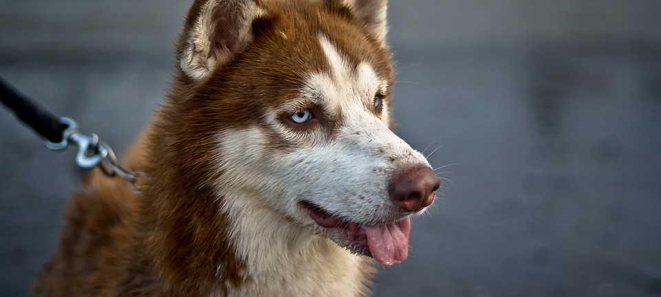Hohe Hundesteuer in Mönchengladbach