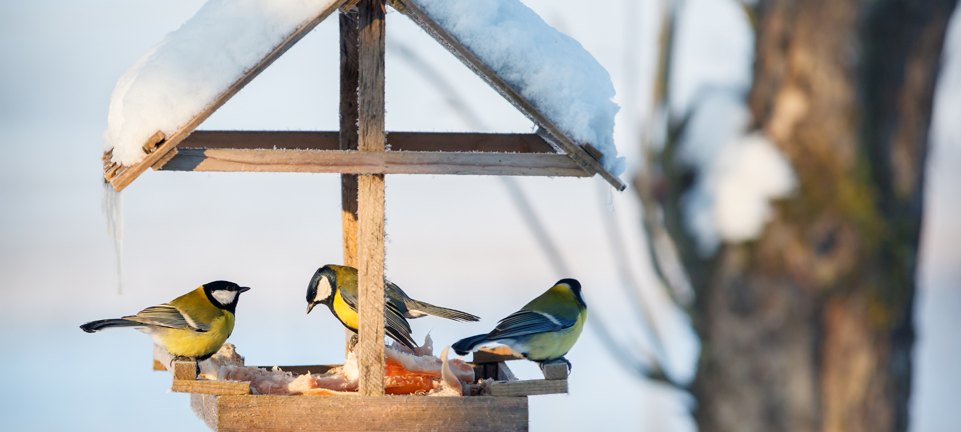 Vögel füttern im Winter
