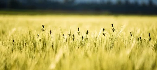 Extrem trockener Mai am Niederrhein